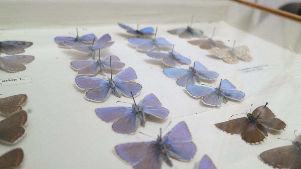 A Collection of Blue and Purple butterflies in a glass case , there are needles through the butterflies (Victorian)