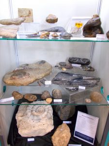 This fossil collection was generously loaned to the museum by a local collector who has been fascinated by fossils for more than 60 years. Also on show is a sandstone carving of a variety of fossils by a local artist